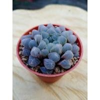 ราคา ฮาโวเทีย หยดน้ำ ไม้อวบน้ำ (9816805105)