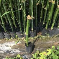 ราคา ต้นไผ่กิมซุง (ไผ่กิมซุง) พันธุ์แท้ ราคาถูก (5342240156)