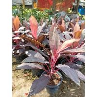 ราคา ต้นแดงทับทิมสยาม หรือหมากผู้หมากเมีย ไม้มงคล ไม้โบราณที่หายาก ส่งทั้งกระถาง (24061251095)