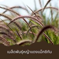 ราคา เมล็ดพันธุหญ้าแดงแม็กซิกัน25 เมล็ด+ขั้นต่ำโปรดสั่งซื้อสินค้าภายในร้าน30บาทขึ้นไปค่ะ (21703050070)