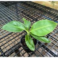 ราคา กล้วยมาฮอย ไซร์กลาง ออกได้1-7เครือ (55852656512)