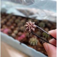 ราคา ลดราคาเหลือต้นละ 5บาท ยิมโนม่วง เขียว ไม้เมล็ด mix ลูกผสม t-rex มีเชื้อด่าง (10448005189)