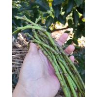 ราคา กิ่งพันธุ์อโวคาโดปีเตอร์สันต์(20กิ่งแถม5กิ่ง) (24901348602)