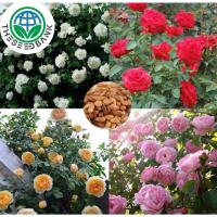 ราคา (mixed color Climbing Rose Seeds Red Pink Yellow flower seeds)nเมล็ดพันธุ์ดอกกุหลาบเลื้อย 100 เมล็ด เมล็ดพัน - Seed Bank (55704028835)
