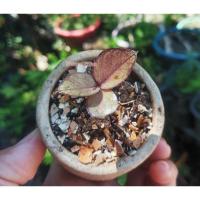 ราคา กวักมรกตดำเชื้อด่างชมพู ( zamioculcaszamiifoliablack) (11633563875)