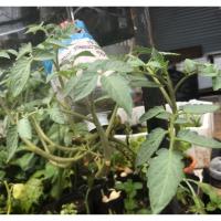 ราคา ต้นกล้ามะเขือเทศพันธุ์ท้อ มะเขือเทศ (7804967116)
