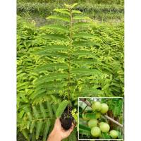 ราคา ต้นกล้ามะขามป้อม มะขามป้อมป่า ( 1 ชุด 10 ต้น) สรรพคุณเพียบ ทนแล้ง ต้นกล้าแข็งแรงพร้อมปลูก (ถุงเพาะ 2“) (42806613337)