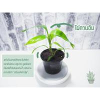 ราคา ต้นไม้จิ๋ว ต้นไม้ฟอกอากาศ ต้นไผ่กวนอิม (3733430953)