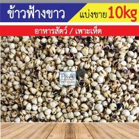 ราคา [แบ่งขาย10กก.] ข้าวฟ่างนก/ชนิดสีขาว / ธัญพืชสำหรับนก. (27520367345)