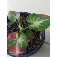 ราคา ชายชลแท้ขายต้นในรูปบอนสีชายชลกัดสีสวยทุกใบส่งต้นในรูปค่ะ (12421281506)