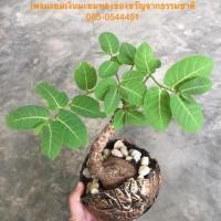 ราคา มะยมเงินมะยมทองไม้โบราณหายาก(ส่งแบบตัดใบ) (2425824331)