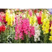ราคา เมล็ดดอกลิ้นมังกรคละสีบรรจุ100เมล็ด (22956067362)