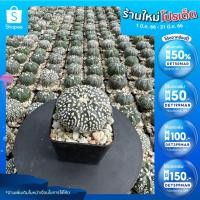 ราคา ลด 50% ใส่โค้ด DET50MARแอสโตรไฟตั้มแอสทีเรียส ซูเปอร์คาบูโตะ อยู่ในกระถาง2นิ้ว (23013428215)