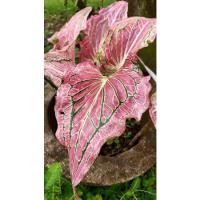 ราคา ฮกหลง #ฮกหลง บอนสีราชินีใบไม้ ส่งทั้งกระถางตามภาพ (10134410752)