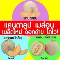 ราคา *ค่าส่งถูก* เมล็ดเมล่อน เมล็ดแคนตาลูป เมล่อน แคนตาลูป เมล็ด เมล็ดพันธุ์เมล่อน เมล็ดพันธุ์แคนตาลูป เมล็ดพันธุ์ งอกดี (23829578749)