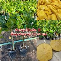 ราคา ขนุนไร้เมล็ด กิ่งทาบแท้ (19490594525)