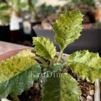 ราคา มะพร้าวทะเลทรายใบหยักด่างHorwoodiiด่างจัดส่งทั้งกระถาง (22242257709)