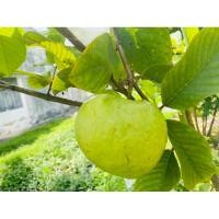 ราคา กิ่งพันธุ์ฝรั่งกิมจูเลี้ยงง่ายโตไว (19290890974)