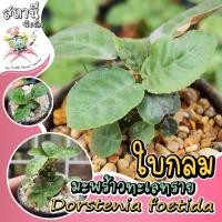 ราคา มะพร้าวทะเลทรายใบกลม dorstenia foetida ไม้เพาะเมล็ด ไม้อวบน้ำ กระบองเพชร succulent แคคตัส cactus ยูโฟเบีย euphorbia (17190933479)