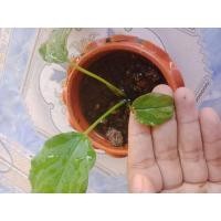 ราคา กวักพระพรหมป่าพังงา#กวักพระพรมป่าด่างฮาร์ฟ#ไม้ด่าง##ไม้มงคล#ไม้ป่าหายาก#ไม้สวยในหุบเขา (11563240426)