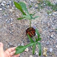 ราคา ฟิโลเดนดรอน ก้ามกุ้งผอม Philodendron florida narrow ตระกูลฟิโล. (ได้ต้นตรงปก) (20585164377)