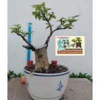 ราคา ต้นโมกไม้โครงสร้างบอนไซไม้กระถางตัดรากตัดต้นตัดกิ่งเข้าลวดดัดจัดทรงอายุมากกว่า10ปี (42958491455)