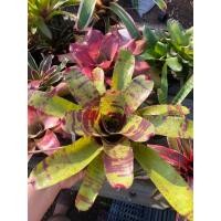 ราคา สับปะรดสีเสือ ใหญ่ได้อีก3เท่า(ส่วนลด10% ลดสูงสุด50฿ โค้ดSK4001) #สับปะรดสี #bromeliad #ไม้เกาะตอ #ไม้ประดับ (25963017646)