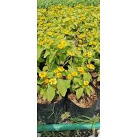 ราคา กระดุมทอง (1ชุด 4ต้น) (4889622872)