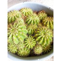 ราคา กระบองเพชร ดาวล้อมเดือน (ราคารวมส่ง) (25761480892)