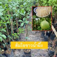 ราคา ต้นส้มโอ พันธุ์ส้มโอขาวน้ำผึ้ง/สายน้ำผึ้ง ทาบกิ่ง พร้อมส่ง ขายราคาถูก (5635505625)