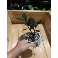 ราคา กวักมรกตดำแคระ ใบดำด้าน (4458021491)