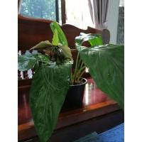 ราคา ต้นว่านค้างคาว(เขียว)​ว่านเมตตามหานิยม (6046783814)