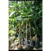 ราคา ต้นมะม่วงเขียวเสวยกิ่งทาบขนาด70-90ซม. (24959387386)
