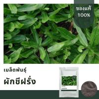ราคา เมล็ดพันธุ์ผักชีฝรั่ง บรรจุ 1,000เมล็ด เมล็ดพันธุ์ดี (16763456624)