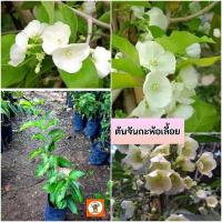 ราคา ต้นจันกะพ้อเลื้อย จันกระพ้อเลื้อย จันกะพ้อเถาว์ (27424988692)