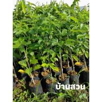 ราคา ต้นเบาบับ #บ้านสวนพันธุ์ไม้ (8353857114)