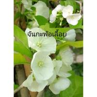 ราคา ต้นจันกะพ้อเลื้อย จัดส่งฟรี (22481986600)