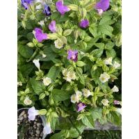 ราคา เมล็ดแววมยุรา 1000+เมล็ด (18640841098)