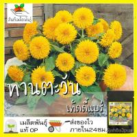 ราคา เมล็ดพันธุ์ ทานตะวัน เทดดี้แบร์ 35 เมล็ด Teddy Bear Sunflower seed เมล็ดพันธุ์แท้ นำเข้าจากต่างประเทศ ทานตะวันแคระ ขายดี (17679353157)