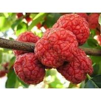 ราคา ต้นหม่อนลิ้นจี่/che fruit (14620131787)
