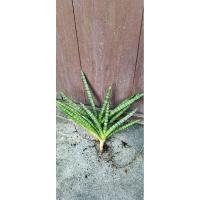 ราคา ว่านงาช้างแคระด่างเขียว (26825451014)