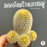 ราคา แมมเม็ดพริกดอกชมพู Mammillaria Prolifera แคคตัส กระบองเพชร cactus&succulent (11801418301)