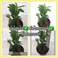 ราคา ต้นบันไดเศรษฐี ต้นบันไดสวรรค์ ต้นบันไดเงิน (euphorbia tithymaloides smallii) (7270786184)