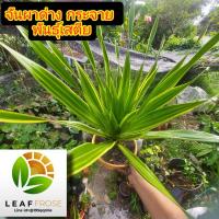 ราคา จันผาด่าง ชื่อ เสตีย ด่าง กระจาย ด่างเเท้ สวยมากจากต้นจริง จันทร์ผาด่าง ต้นจันผา (14010115888)