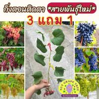 ราคา ต้นองุ่นสายพันธุ์ใหม่ล่าสุด นำเข้าจากต่างประเทศกิ่งตอนติดตา (20703612843)