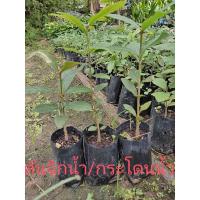 ราคา ต้นจิกน้ำหรือกระโดนน้ำ/ถุงเล็กขายเป็นชุด1ชุดมี3ถุง100บาท (3857091642)