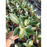 ราคา ต้นเบอร์กิ้น (Philodendron Birkin) (9321829052)