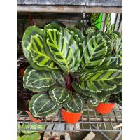 ราคา คล้าปีกนกสวยอลัง #คล้านกยูง #คล้าอิลลาสติส Calathea roseopicta Illustris คล้าปีกนก (20171711319)