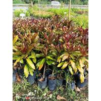 ราคา ต้นตีนเป็ดแดง หรือเป็ดแดง ดอกมีกลิ่นหอม ทนแล้ง ปลูกง่าย ขนาดต้นสูง 50-60ซม.ต้นมีพร้อมส่ง (29354195242)