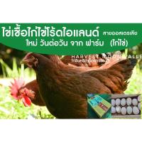 ราคา ไข่เชื้อ ไก่ไข่โร้ดไอแลนด์ สายพันธุ์แท้ ไข่นำไปฟัก ไข่ไก่ (15247010631)